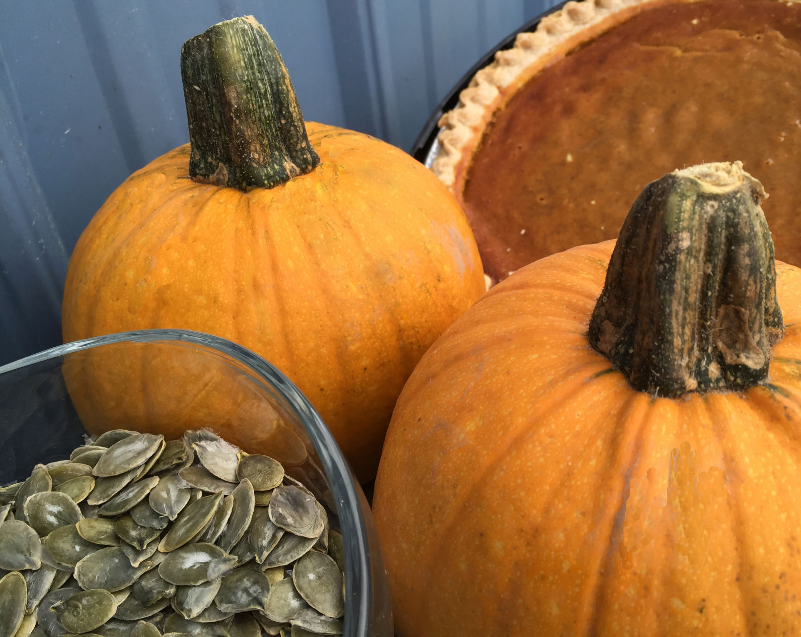 Pumpkin_NakedBear1_GardenTrends.jpg